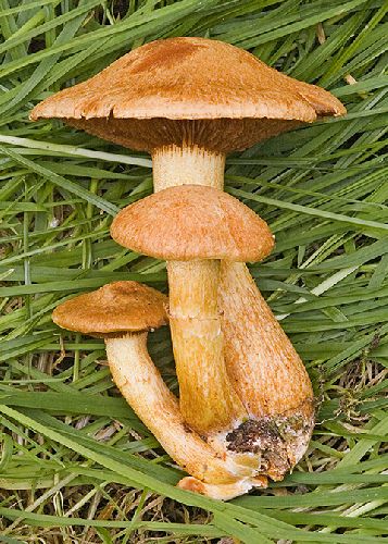 Gymnopilus junonius